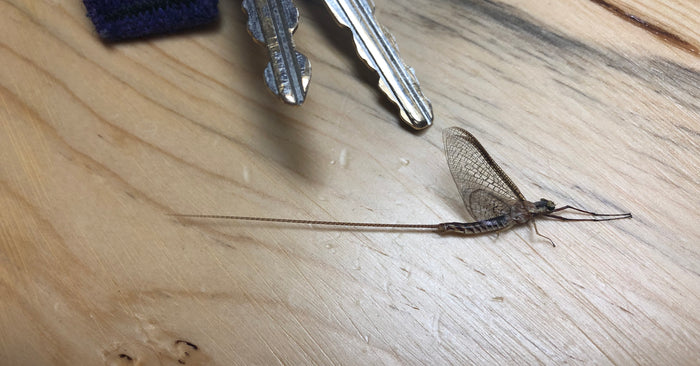 In Honor of the Mayfly